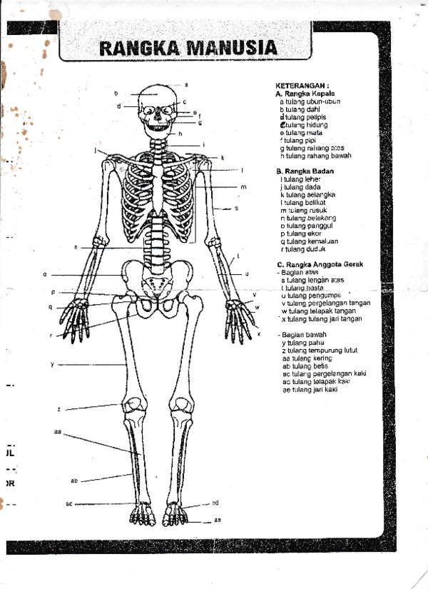 Detail Gambar Kerangka Manusia Beserta Keterangannya Nomer 39