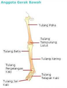 Detail Gambar Kerangka Manusia Beserta Keterangannya Nomer 48