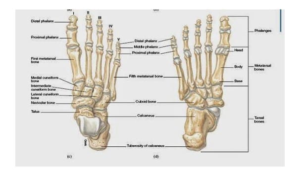 Detail Gambar Kerangka Manusia Beserta Keterangannya Nomer 50