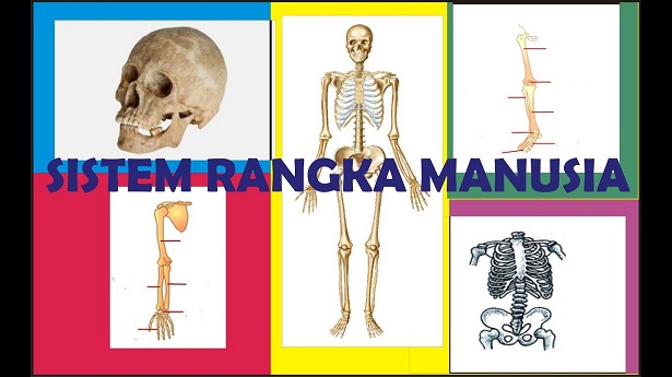 Detail Gambar Kerangka Manusia Beserta Keterangannya Nomer 51