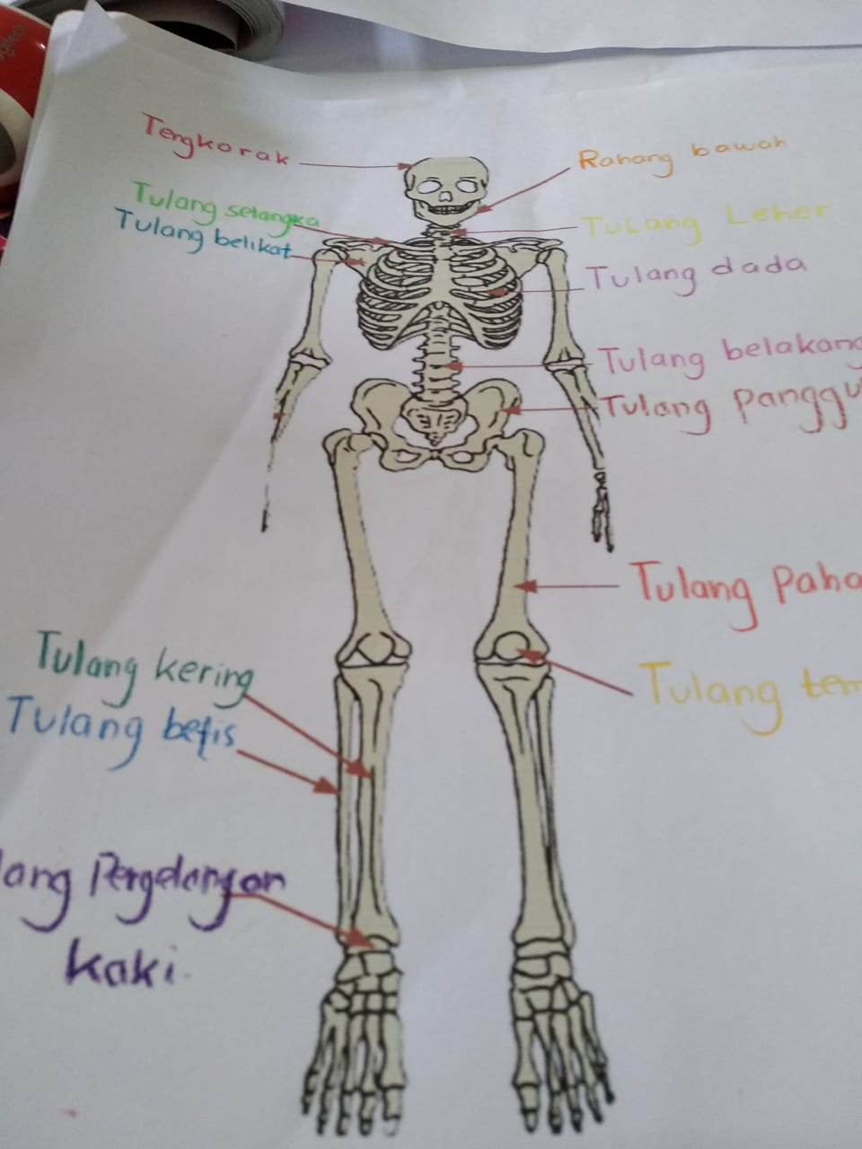 Detail Gambar Kerangka Manusia Dan Bagian Bagiannya Nomer 13