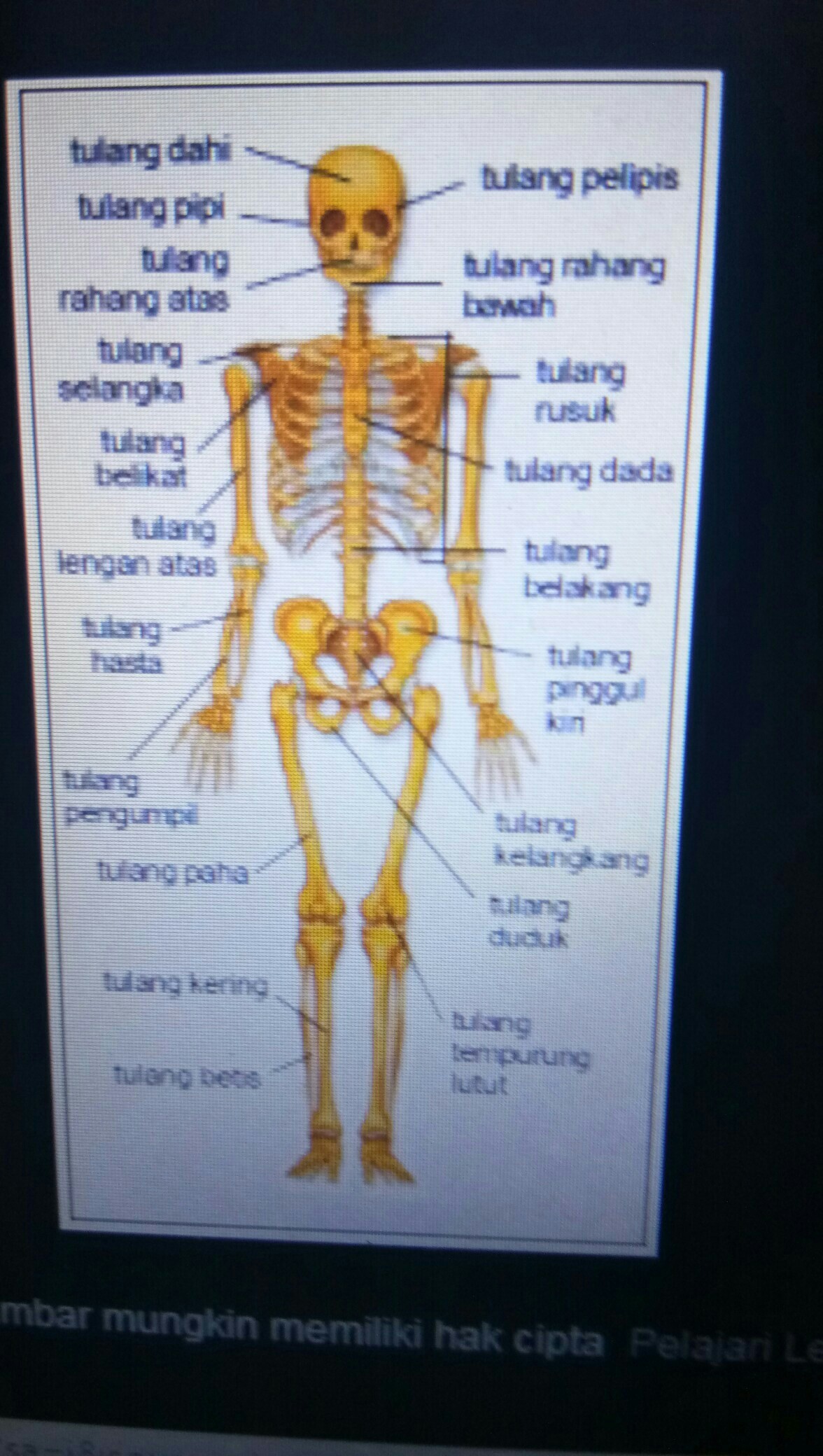 Detail Gambar Kerangka Manusia Dan Bagian Bagiannya Nomer 20