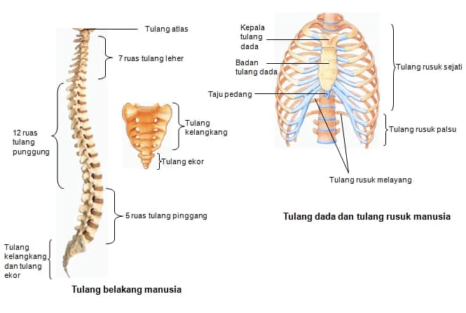 Detail Gambar Kerangka Manusia Dan Bagian Bagiannya Nomer 47