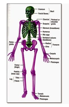 Detail Gambar Kerangka Manusia Dan Bagian Bagiannya Nomer 7