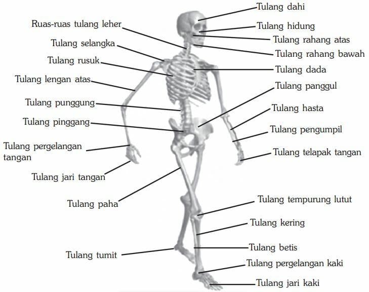 Detail Gambar Kerangka Manusia Dan Bagian Bagianya Nomer 15