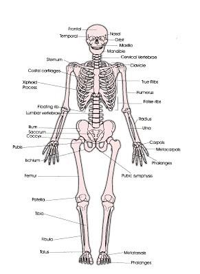 Detail Gambar Kerangka Manusia Dan Bagian Bagianya Nomer 7