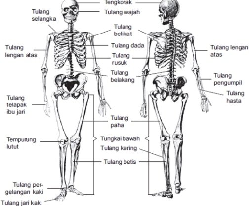 Detail Gambar Kerangka Manusia Dan Bagiannya Nomer 3