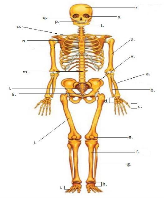 Detail Gambar Kerangka Manusia Dan Bagiannya Nomer 27