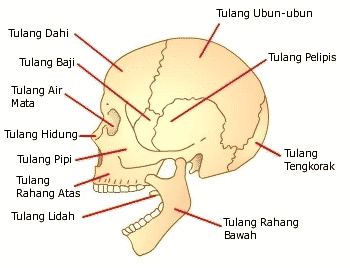 Detail Gambar Kerangka Manusia Dan Bagiannya Nomer 37