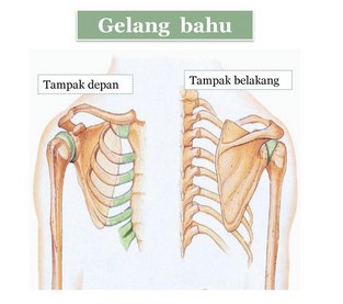 Detail Gambar Kerangka Manusia Dan Bagiannya Nomer 38