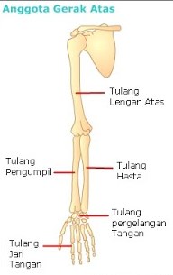 Detail Gambar Kerangka Manusia Dan Bagiannya Nomer 47