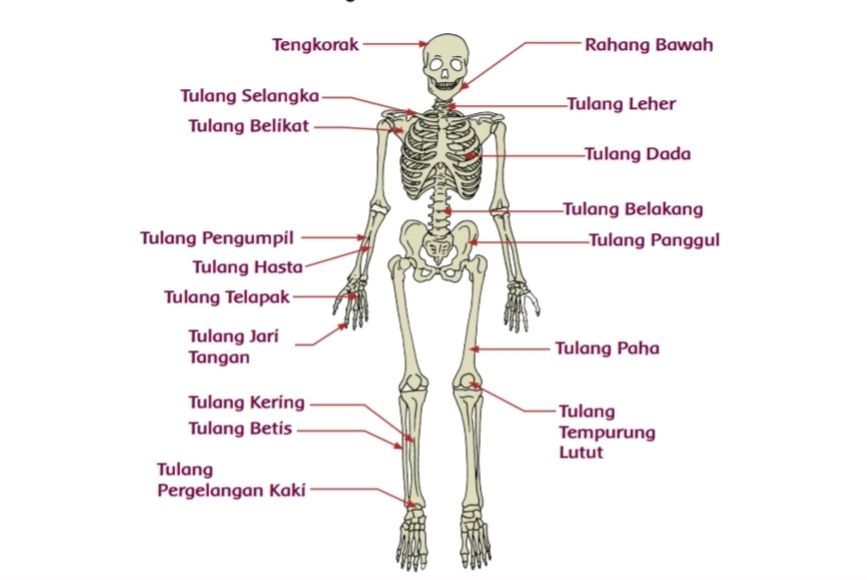 Detail Gambar Kerangka Manusia Dan Fungsinya Nomer 15