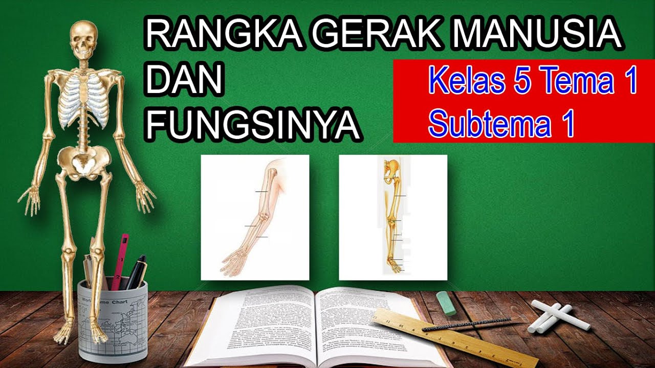Detail Gambar Kerangka Manusia Dan Fungsinya Koleksi Nomer 47