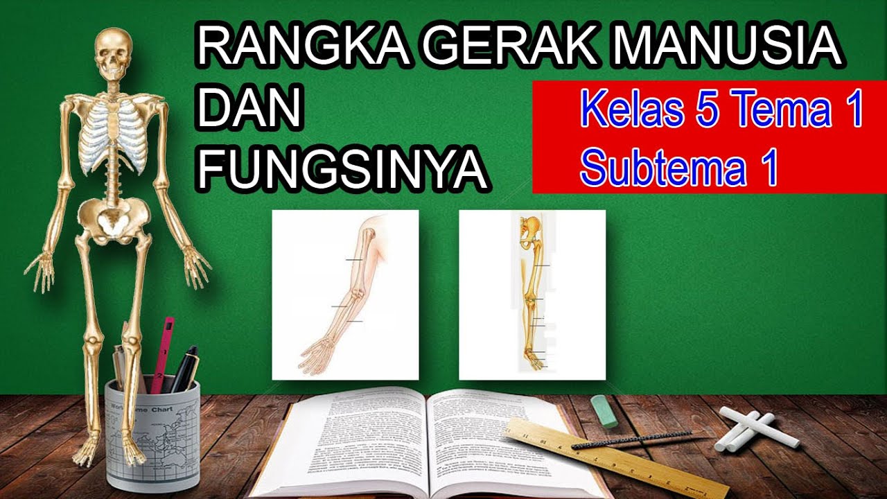 Detail Gambar Kerangka Manusia Dan Fungsinya Nomer 47