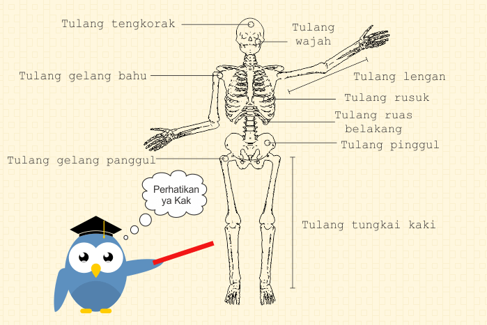 Detail Gambar Kerangka Manusia Dan Fungsinya Nomer 51