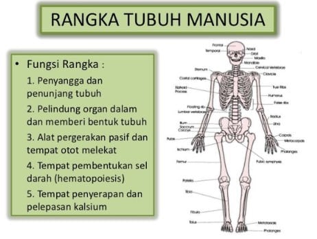 Detail Gambar Kerangka Manusia Dan Fungsinya Nomer 8