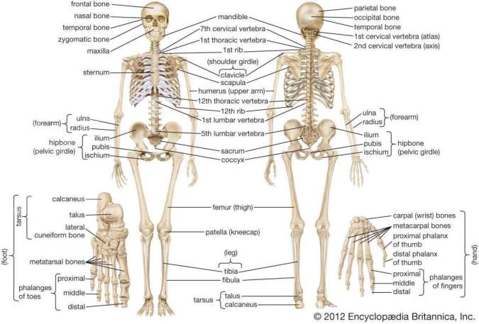 Detail Gambar Kerangka Manusia Dan Namanya Nomer 4