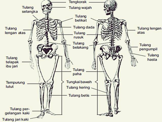 Detail Gambar Kerangka Tubuh Manusia Nomer 10