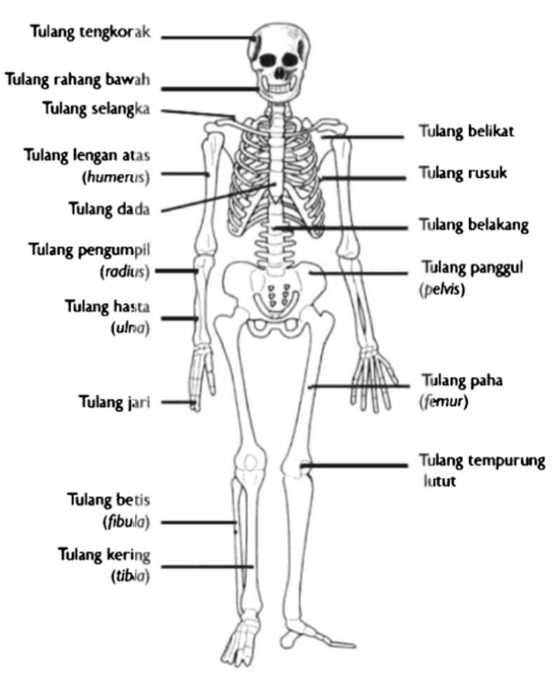 Detail Gambar Kerangka Tubuh Manusia Nomer 12