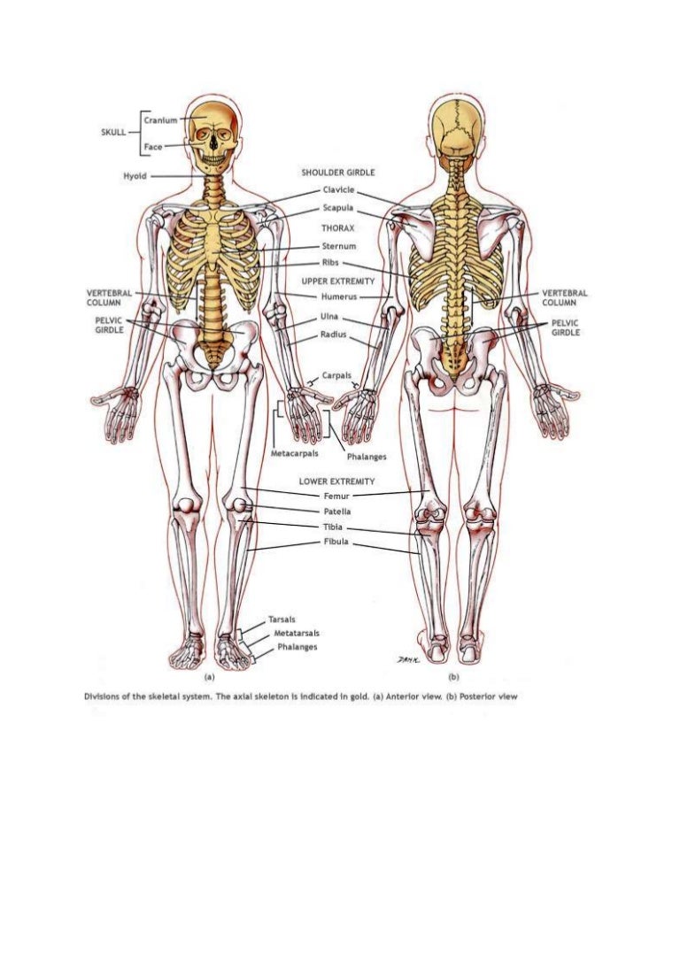 Detail Gambar Kerangka Tubuh Manusia Nomer 16