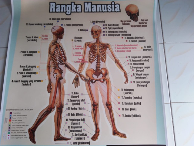 Detail Gambar Kerangka Tubuh Manusia Nomer 19