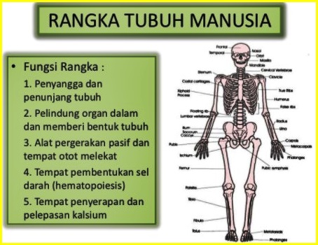 Detail Gambar Kerangka Tubuh Manusia Nomer 24