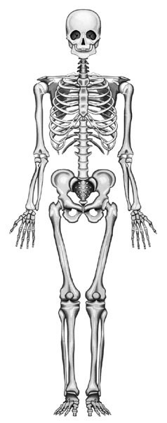 Detail Gambar Kerangka Tubuh Manusia Nomer 4