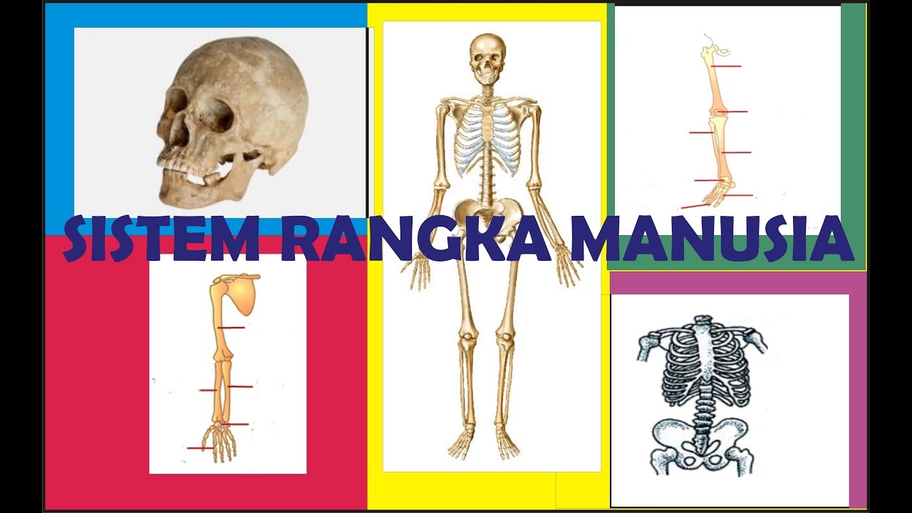 Detail Gambar Kerangka Tubuh Manusia Nomer 36