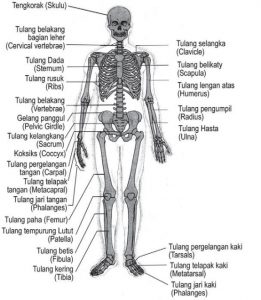 Detail Gambar Kerangka Tubuh Manusia Nomer 37