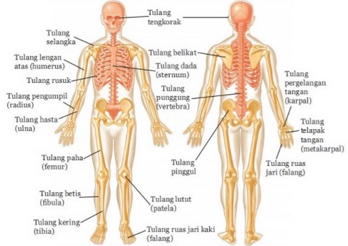 Detail Gambar Kerangka Tubuh Manusia Nomer 6