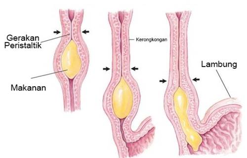 Detail Gambar Kerongkongan Manusia Nomer 14