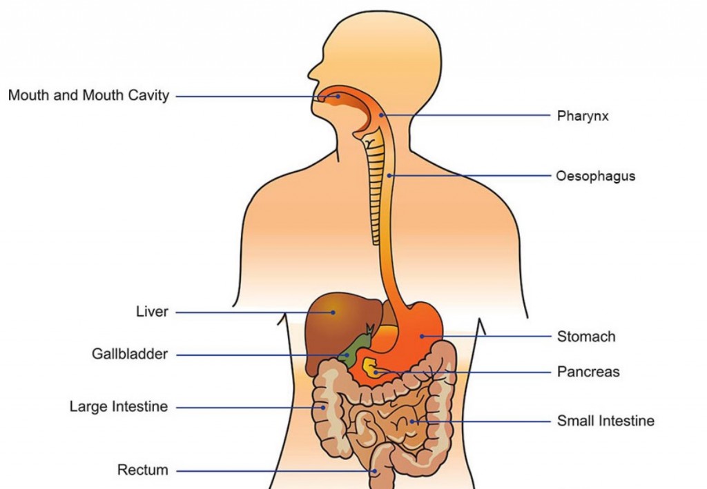 Detail Gambar Kerongkongan Manusia Nomer 4