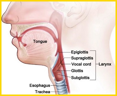 Detail Gambar Kerongkongan Manusia Nomer 42