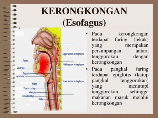 Detail Gambar Kerongkongan Manusia Nomer 6