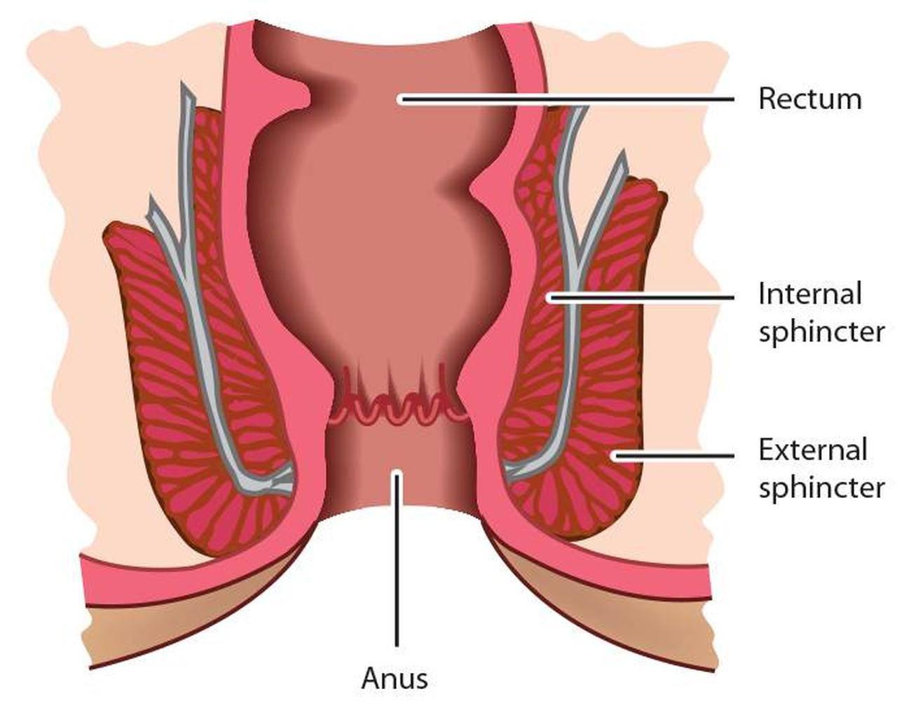 Detail Gambar Kerongkongan Manusia Nomer 52