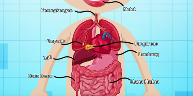 Detail Gambar Kerongkongan Manusia Nomer 8