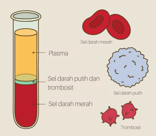 Gambar Komponen Seluler Dalam Darah Manusia - KibrisPDR