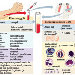 Detail Gambar Komponen Seluler Dalam Darah Manusia Nomer 12