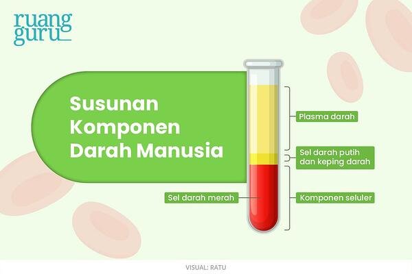 Detail Gambar Komponen Seluler Dalam Darah Manusia Nomer 26