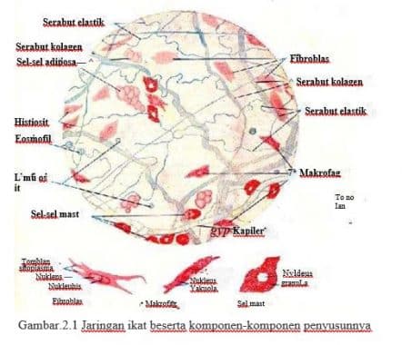 Detail Gambar Komponen Seluler Dalam Darah Manusia Nomer 39