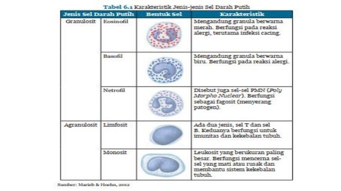 Detail Gambar Komponen Seluler Dalam Darah Manusia Nomer 9