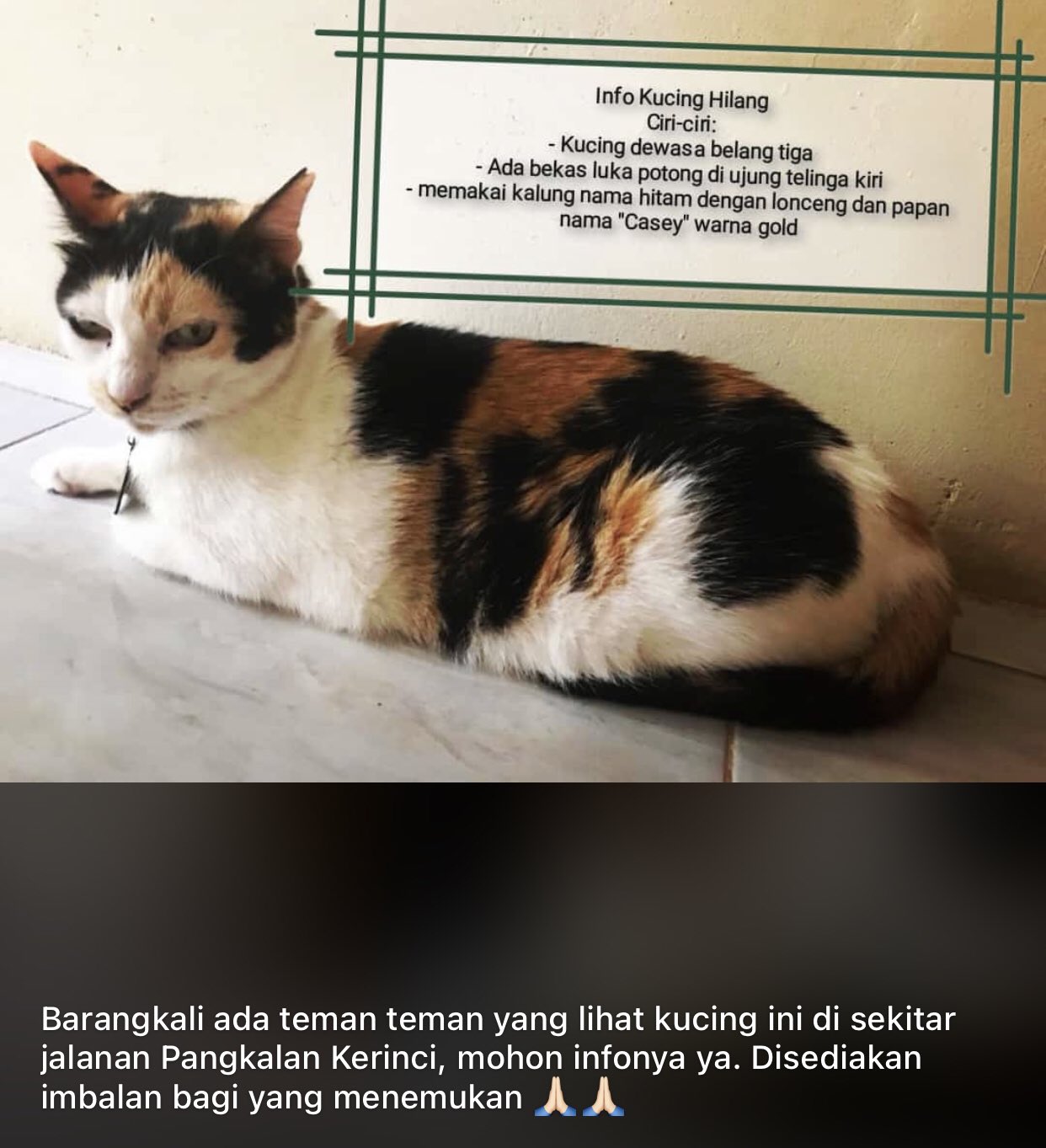 Detail Gambar Kucing Untuk Papan Nama Nomer 26