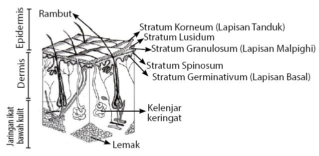 Detail Gambar Kulit Beserta Keterangannya Nomer 20