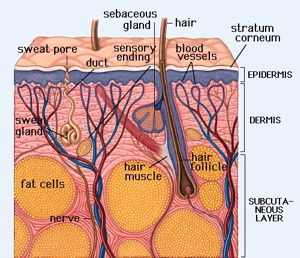 Detail Gambar Kulit Beserta Keterangannya Nomer 34