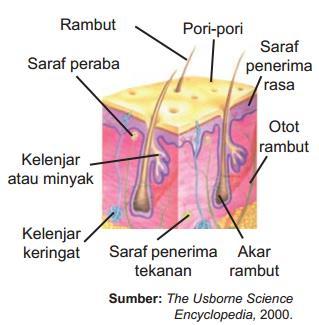 Detail Gambar Kulit Beserta Keterangannya Nomer 36