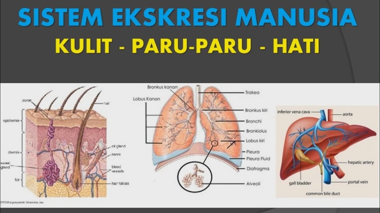 Detail Gambar Kulit Beserta Keterangannya Nomer 48