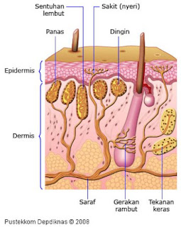 Detail Gambar Kulit Lengkap Dgn Keterangan Dlm Bahasa Indonesia Nomer 13