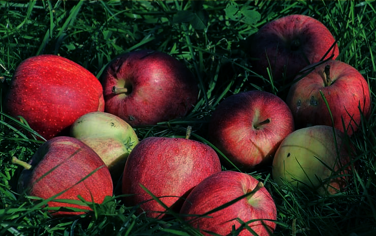 Detail Gambar Kumpulan Buah Nomer 29