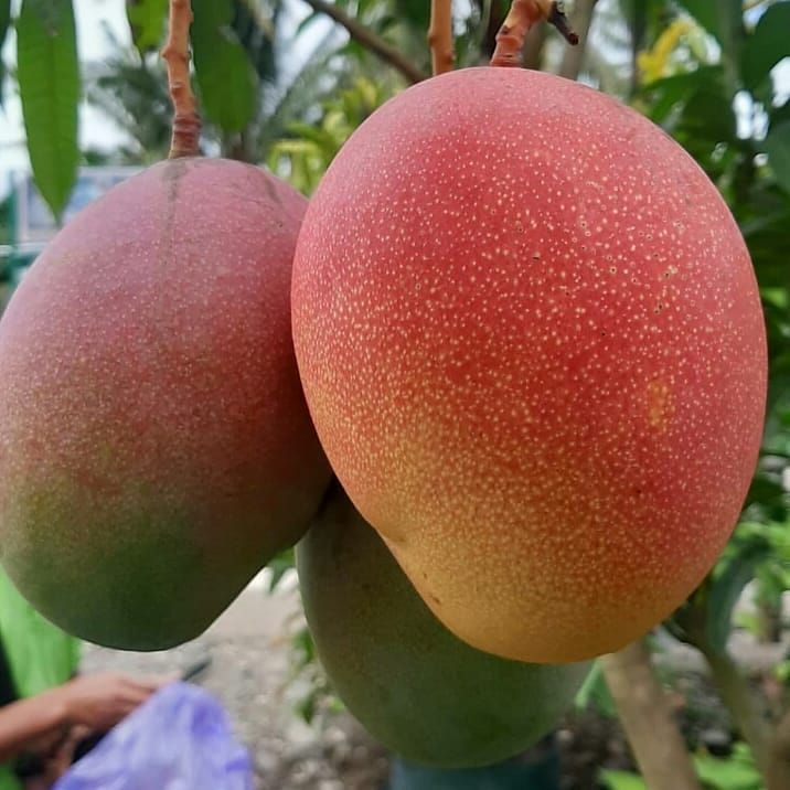 Detail Gambar Kumpulan Buah Nomer 31
