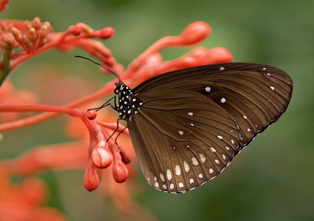 Detail Gambar Kupu Kupu Hitam Putih Untuk Ditempeli Daun Nomer 14